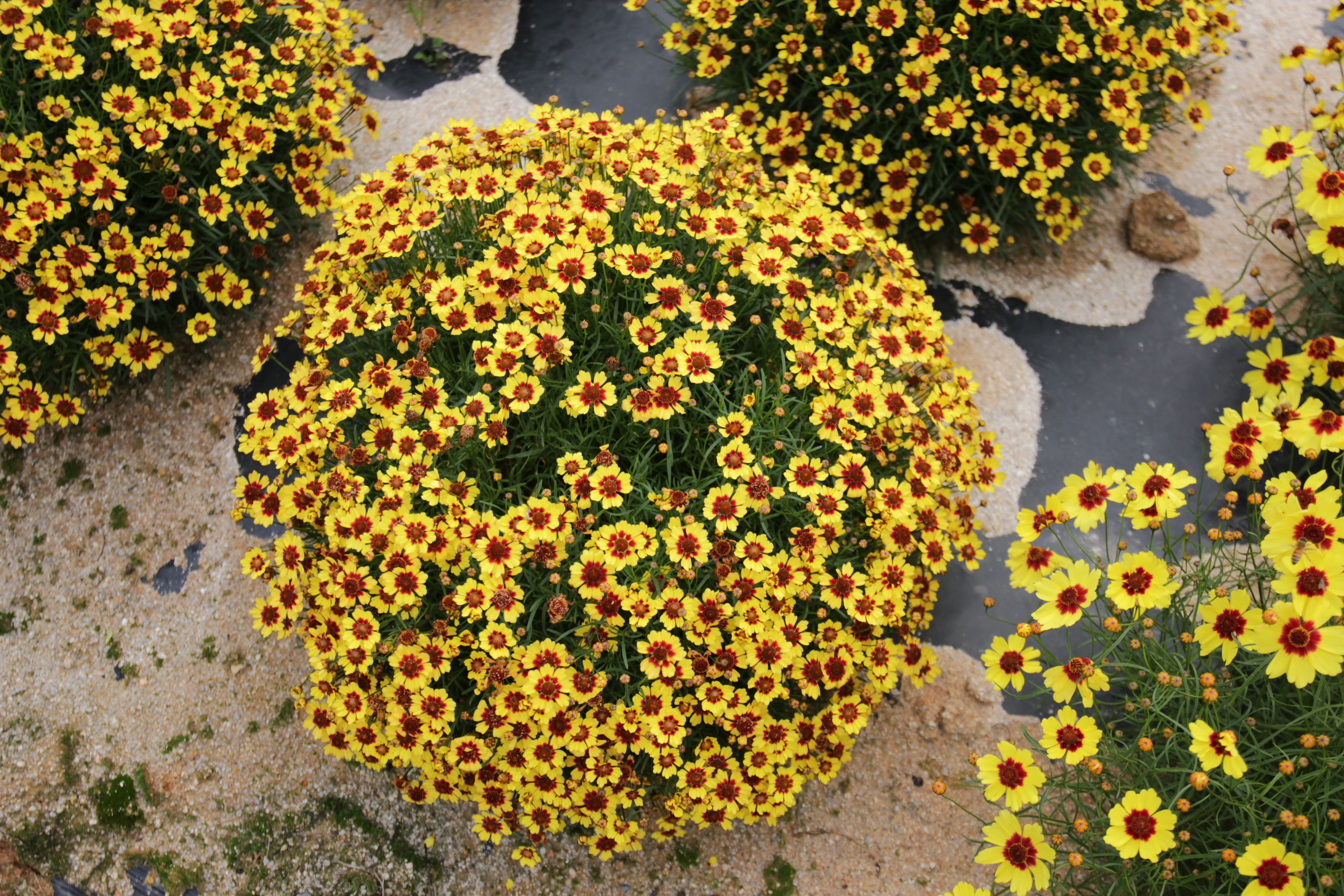 Coreopsis rosea ‘Golden Ring’